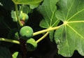 Fig tree, leaves and unripe green figs. Ficus Carica. Portugal.