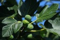 Fig tree, leaves and unripe green figs. Ficus Carica. Portugal. Royalty Free Stock Photo