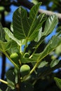 Fig tree, leaves and unripe green figs. Ficus Carica. Portugal. Royalty Free Stock Photo