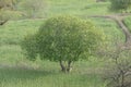 A fig tree in lush green fields Royalty Free Stock Photo