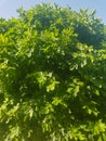 Fig Tree with Lush Leaves Royalty Free Stock Photo