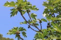 Fig tree with maturing figs in a garden on the blue sky background. Subtropical fruit