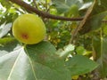 Fig on the fig tree