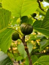 fig tree ripe figs in the vegetable garden Royalty Free Stock Photo