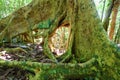 Fig Tree Roots British Virgin Islands Royalty Free Stock Photo