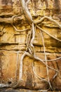 Fig Tree Roots Royalty Free Stock Photo