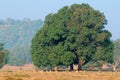 Fig tree and spotted deers Royalty Free Stock Photo