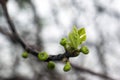 The fig tree in spring