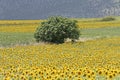 A fig tree in a sunflower field in a sunny day Royalty Free Stock Photo