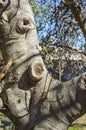 Fig tree trunk Royalty Free Stock Photo