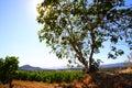 Fig tree in vineyard Royalty Free Stock Photo