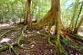 Fig Tree in Virgin Islands Royalty Free Stock Photo