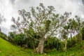 Fig tree Royalty Free Stock Photo