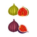 Fig tropical fruit set. Whole and half purple and green fruit for healthy diet vector illustration Royalty Free Stock Photo