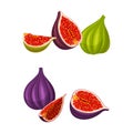 Fig tropical fruit set. Whole and sliced ripe fruit for healthy diet vector illustration Royalty Free Stock Photo