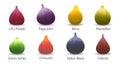 Fig varieties in cartoon realistic style