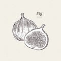 Fig vector drawing. Hand drawn fruit and sliced piece Royalty Free Stock Photo