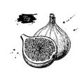 Fig vector drawing. Hand drawn fruit and sliced piece. Summer fo Royalty Free Stock Photo