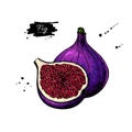 Fig vector drawing. Hand drawn fruit and sliced piece. Summer fo Royalty Free Stock Photo