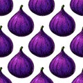 Fig vector seamless pattern drawing. Hand drawn isolated violet