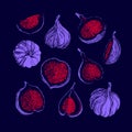 Fig vector set. Natural sweet fruit. Sketch print Royalty Free Stock Photo