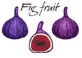 Fig vector sketch. Hand drawn fruit and sliced piece. Royalty Free Stock Photo