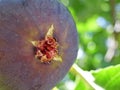 Fig on the vine