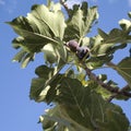 Fig on the vine