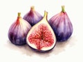 Fig watercolor style isolated on white background Royalty Free Stock Photo