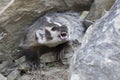 The fight is on with american badger Royalty Free Stock Photo