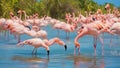 Fight of American flamingos