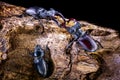 Fight beetle on the female Royalty Free Stock Photo