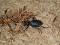 Fight of a big black bug beetle with a slug