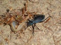 Fight of a big black bug beetle with a slug