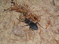 Fight of a big black bug beetle with a slug Royalty Free Stock Photo