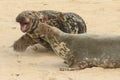 A fight breaks out when a large bull Grey Seal Halichoerus grypus gets too close to a female with her newly born pup.