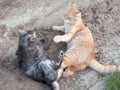 a fight of cats in full swing Royalty Free Stock Photo