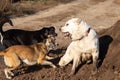 Fight dogs. A dog bites another dog. Aggressive dog. Fghting alabay and stray dogs Royalty Free Stock Photo