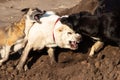 Fight dogs. A dog bites another dog. Aggressive dog. Fghting alabay and stray dogs Royalty Free Stock Photo