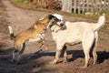 Fight dogs. A dog bites another dog. Aggressive dog. Fghting alabay and stray dogs Royalty Free Stock Photo