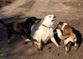 Fight dogs. A dog bites another dog. Aggressive dog. Fghting alabay and stray dogs. Royalty Free Stock Photo