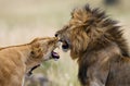 Fight in the family of lions. National Park. Kenya. Tanzania. Masai Mara. Serengeti. Royalty Free Stock Photo