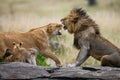 Fight in the family of lions. National Park. Kenya. Tanzania. Masai Mara. Serengeti.