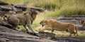 Fight in the family of lions. National Park. Kenya. Tanzania. Masai Mara. Serengeti. Royalty Free Stock Photo