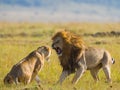 Fight in the family of lions. National Park. Kenya. Tanzania. Masai Mara. Serengeti. Royalty Free Stock Photo
