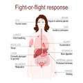 Fight-or-flight response. stress response system