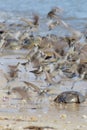 Fight or Flight Semipalmated Sandpipers and Spawning Horseshoe Crabs on Delaware Bay Beach
