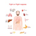 Fight-or-flight. Stress response