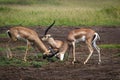 The fight of gazelles about the visiting female