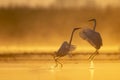 Fight of Great egrets Royalty Free Stock Photo